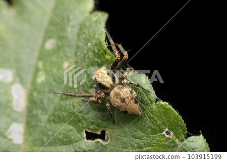 Dorsal of monkey face lynx spider, Hamataliwa grisea, Satara, Maharashtra, India 103915199