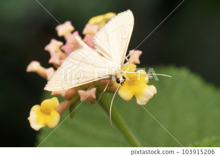 Jasmine moth, Palpita vitrealis, Satara, Maharashtra, India Jasmine moth, Palpita vitrealis, Satara, Maharashtra, India 103915206