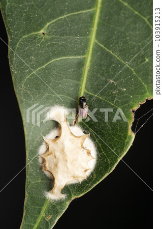 Parasitoid wasp emerging from spider eggs, Encertidae, Satara, Maharashtra, India Parasitoid wasp emerging from spider eggs, Encertidae, Satara, Maharashtra, India 103915213
