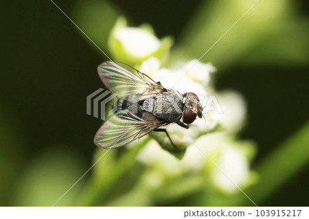 Satellite fly, Metopia argyrocephala, Satara, Maharashtra, India 103915217
