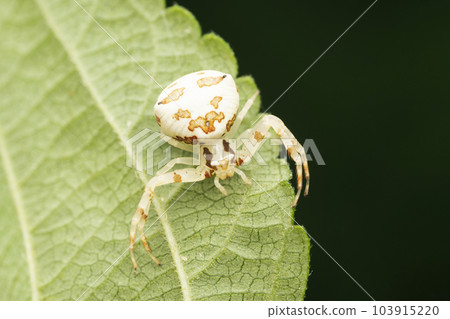 White crab spider, Thomisus spectabilis, Dorsal of monkey face lynx spider, Hamatailwa grisea, Satara, Maharashtra, India 103915220