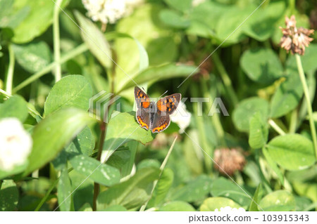 棲息在三葉草上的紅蛤,六月中旬 棲息在三葉草上的紅蛤,六月中旬 103915343