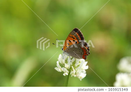 棲息在三葉草上的紅蛤,六月中旬 棲息在三葉草上的紅蛤,六月中旬 103915349