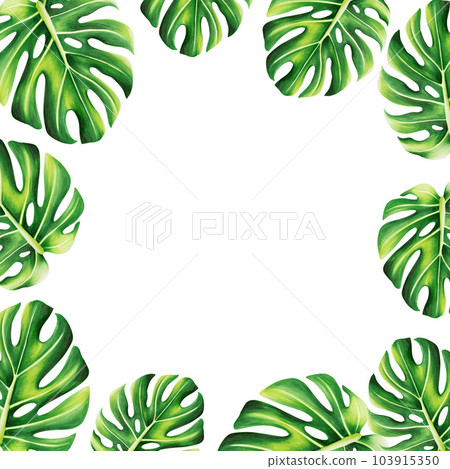 Watercolor frame with realistic tropical illustration of monstera isolated on white background. Beautiful botanical hand painted floral elements. For designers, spa decoration, postcards, wedding, 103915350