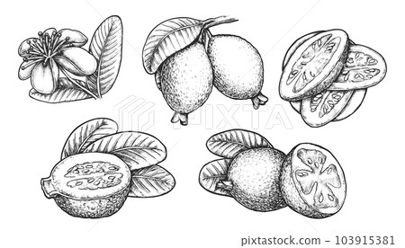 Set of isolated sketch of feijoa. Vector fruit Set of isolated sketch of feijoa. Vector fruit 103915381