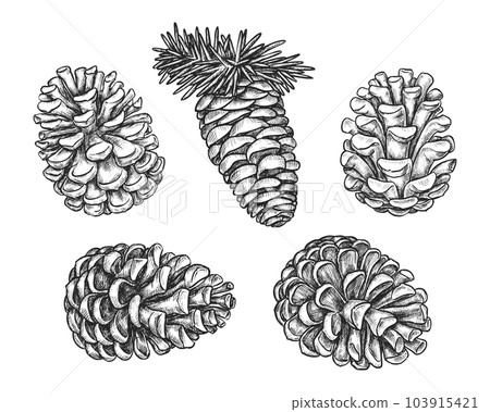 Set of isolated pine or fir cone sketch. Vector 103915421