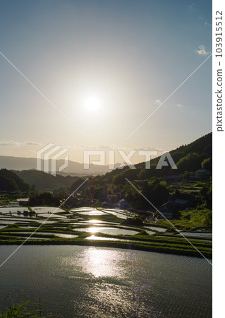 A farming village at dusk, the scenery of rice fields just before the sun sets is beautiful A farming village at dusk, the scenery of rice fields just before the sun sets is beautiful 103915512