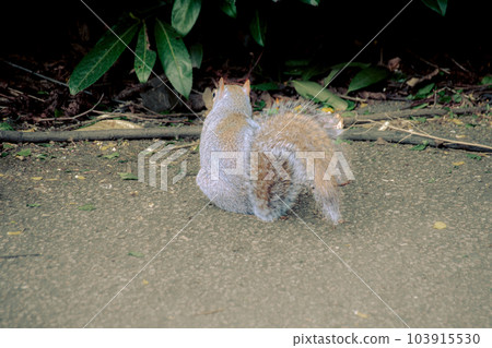 Back view of squirrel Back view of squirrel 103915530