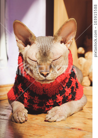 Beautiful Canadian Sphynx cat sleeping lying on a warm wooden floor dressed in red knit sweater, fashion cardigan. A pet at home. Sleepy dreaming kitty in clothing for domestic animals vertical photo. 103915588