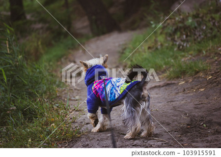 Yorkshire Terrier in blue coat sweater is walking outside in a park, woods, forest path in autumnal day. Puppy on a leash, little dog on a walk. Canine domestic animal, pet is looking somewhere. Yorkshire Terrier in blue coat sweater is walking outside in a park, woods, forest path in autumnal day. Puppy on a leash, little dog on a walk. Canine domestic animal, pet is looking somewhere. 103915591
