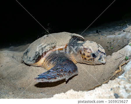 Spawning of sea turtle Spawning of sea turtle 103915627
