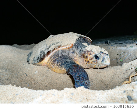 Spawning of sea turtle Spawning of sea turtle 103915630