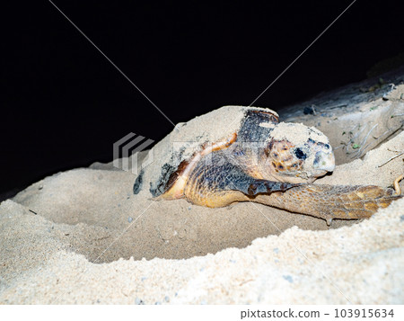 產生海龜 103915634