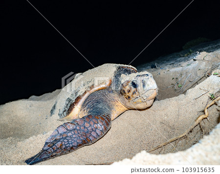 產生海龜 產生海龜 103915635