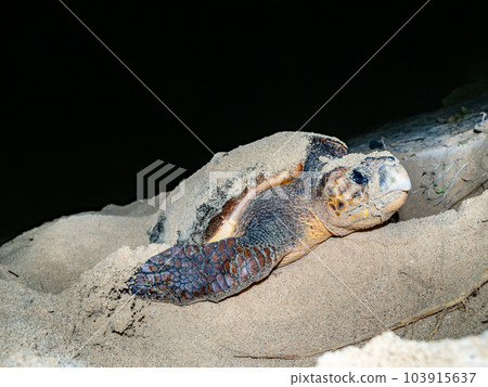 產生海龜 103915637