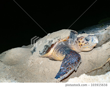 產生海龜 產生海龜 103915638