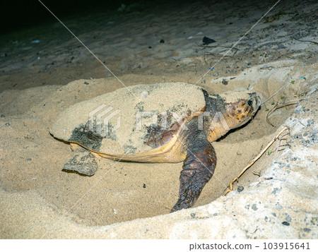 Spawning of sea turtle Spawning of sea turtle 103915641