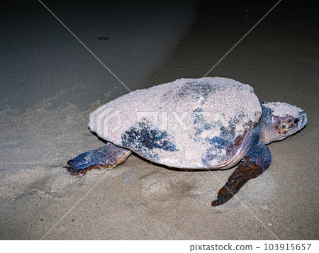 Spawning of sea turtle Spawning of sea turtle 103915657