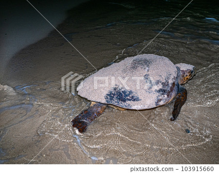 產生海龜 產生海龜 103915660