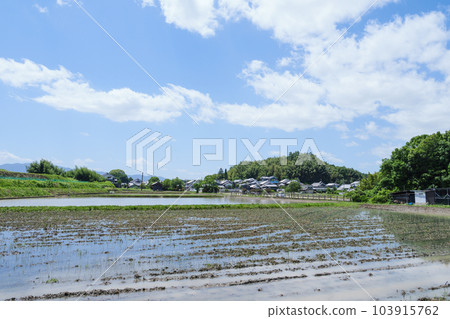 Farming village in early summer, terraced rice fields, rice fields, beautiful blue sky and sunlight 103915762