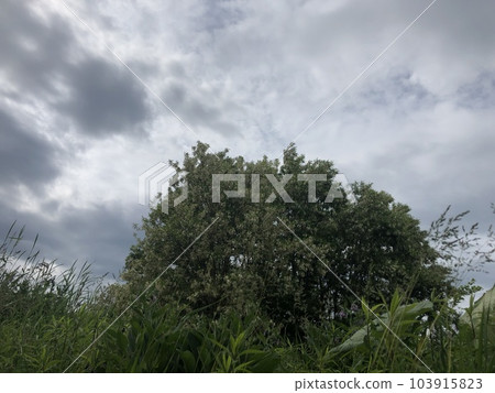 tree green nature flower 103915823