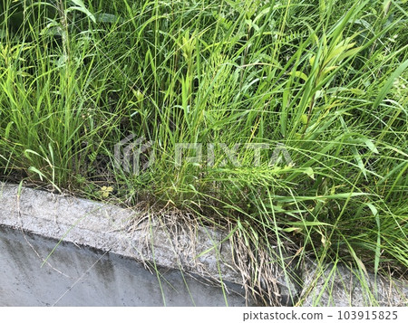 tree green nature flower 103915825