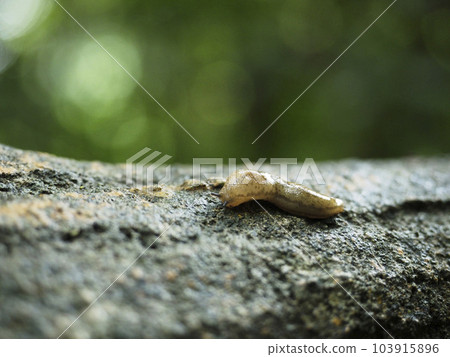 Slug(沖繩縣那霸市) Slug(沖繩縣那霸市) 103915896