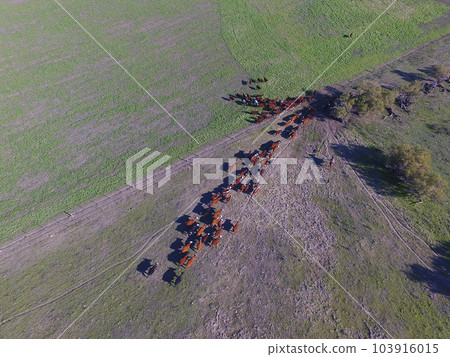 Large scale meat production in Argentina, aerial view of a batch of cows Large scale meat production in Argentina, aerial view of a batch of cows 103916015