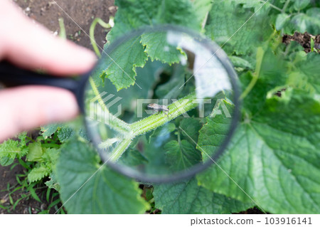 A magnifying glass on a stinkbug on a cucumber stem 103916141