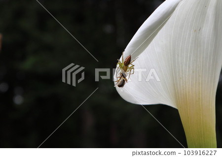 spider and bee 103916227