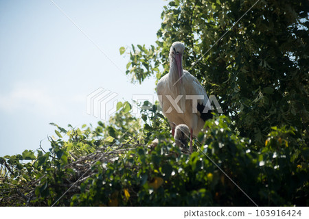 Portrait of female stork in the nest 103916424