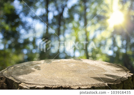 Background forest stump Background forest stump 103916435