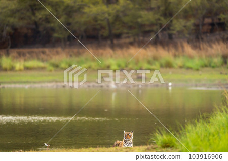 wild bengal female tiger or tigress or panthera tigris sitting in natural scenic green habitat landscape background near rajbagh lake water at ranthambore national park tiger reserve rajasthan india wild bengal female tiger or tigress or panthera tigris sitting in natural scenic green habitat landscape background near rajbagh lake water at ranthambore national park tiger reserve rajasthan india 103916906