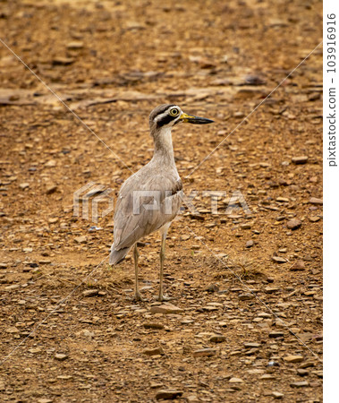 Burhinus indicus or Indian stone curlew or Indian thick knee portrait at ranthambore national park or tiger reserve sawai madhopur rajasthan india asia 103916916