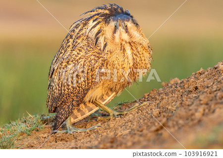 eurasian bittern or great bittern or botaurus stellaris closeup or portrait in natural green background during winter migration at keoladeo national park or bharatpur bird sanctuary rajasthan india 103916921