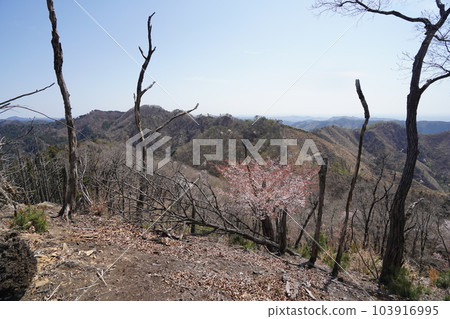 A mountain trail from Shionomiya Shrine along the ridge to Mt. Maesennin seen from near the summit April 4, 2023 A mountain trail from Shionomiya Shrine along the ridge to Mt. Maesennin seen from near the summit April 4, 2023 103916995