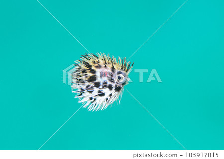 Halisenbon juveniles Halisenbon juveniles 103917015