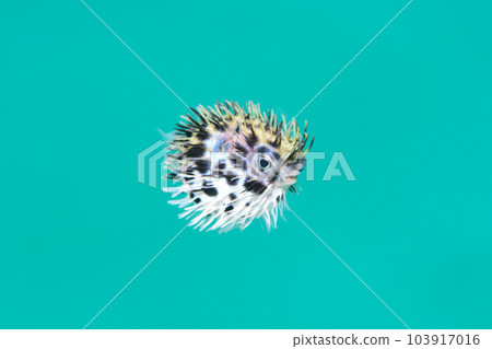 Halisenbon少年 Halisenbon少年 103917016