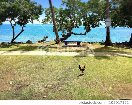 tropical chicken 103917331