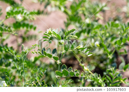 Chickpeas in garden with leaves. Chickpeas plant growing. 103917603
