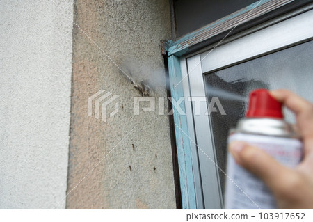 Killing the larvae of Chadokuga that are moving on the wall with insecticide Killing the larvae of Chadokuga that are moving on the wall with insecticide 103917652