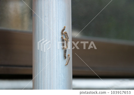 Chadokuga larvae moving through rain gutters Chadokuga larvae moving through rain gutters 103917653