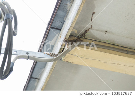 A large number of Chadokuga larvae moving through the eaves A large number of Chadokuga larvae moving through the eaves 103917657
