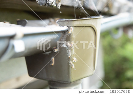 A large number of Chadokumo larvae moving through a rain gutter catcher A large number of Chadokumo larvae moving through a rain gutter catcher 103917658