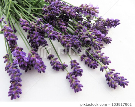 freshly picked lavender freshly picked lavender 103917901