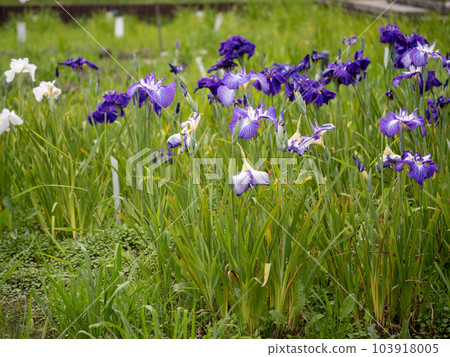 Iris of Yamato Folk Park 103918005