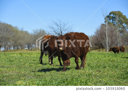 Cattle raising in pampas countryside, La Pampa province, Argentina. Cattle raising in pampas countryside, La Pampa province, Argentina. 103918060
