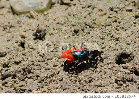 Red, light blue, and black crab fiddler crab with big pincers 103918574