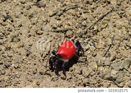 Tidal flat red crab fiddler crab 103918575
