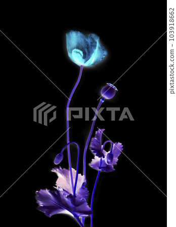 Light blue flower in dark backdrop Light blue flower in dark backdrop 103918662